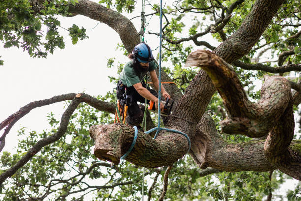 Perry, UT Tree Removal Services Company